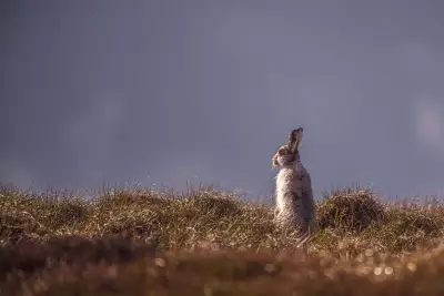 A wild hare donning its winter coat in the Peak District