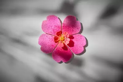 The lick-it-up sakura blossom at Gaggan