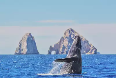 Whale