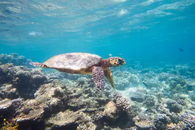 Turtle