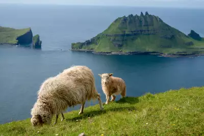 A pair of sheep on the Postman's Path