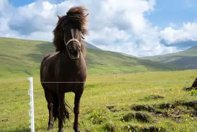 A Faroese horse