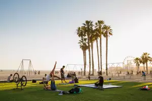 Palm trees in Santa Monica