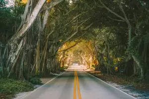 Canopy Road in Stuart