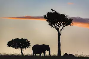 Elephant silhouette in Kenya Elephant silhouette in Kenya