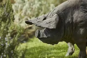 The eponymous animal The eponymous animal