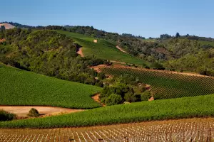 Sonoma county vineyard Sonoma county vineyard