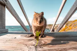 Quokka on Rottnest Island | Wadjemup Quokka on Rottnest Island | Wadjemup