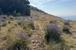 Local lavender on a hike Local lavender on a hike