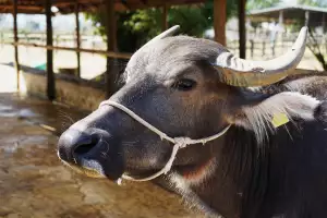 A buffalo at Laos Buffalo Dairy A buffalo at Laos Buffalo Dairy