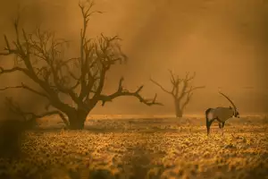 Oryx have been known to kill lions with their horns Oryx have been known to kill lions with their horns