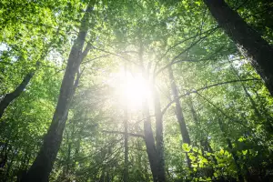 Sunlight peeking through the trees Sunlight peeking through the trees