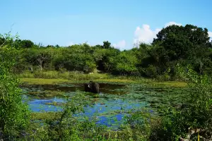 A solitary elephant cools down in a watering hole at Yala National Park