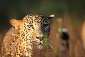 Leopard at Yala National Park