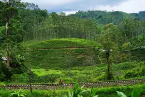 Tea terraces walking along the Pekoe Trail