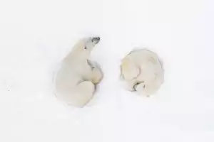 Prints for Wildlife 2025