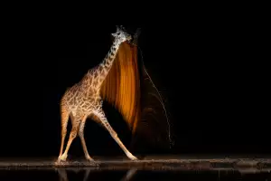 Prints for Wildlife 2025