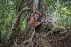 Prints for Wildlife 2025
