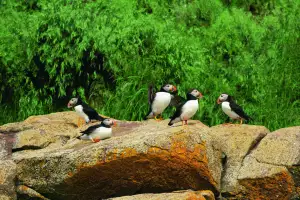 A colony of puffins A colony of puffins
