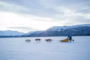 A man mushes sled dogs across a frozen lake A man mushes sled dogs across a frozen lake