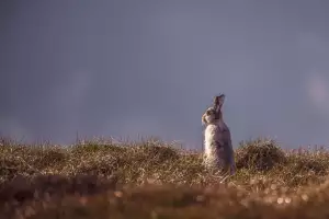 A wild hare donning its winter coat in the Peak District