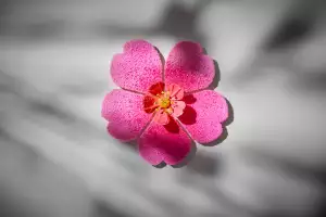 The lick-it-up sakura blossom at Gaggan