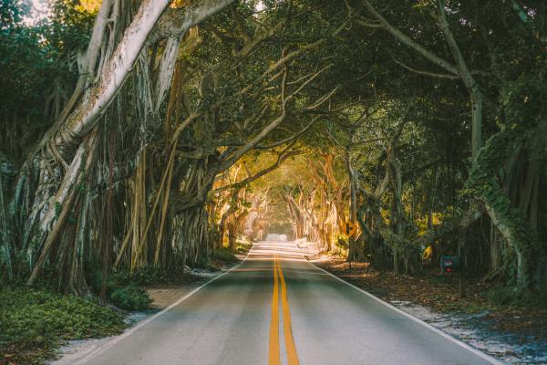 Canopy Road in Stuart