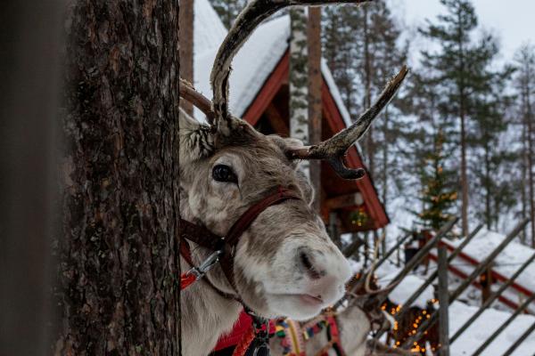 A reindeer friend in Rovaniemi A reindeer friend in Rovaniemi