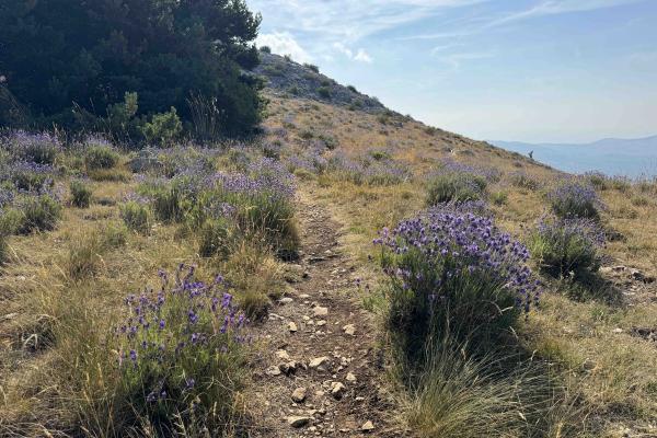 Local lavender on a hike Local lavender on a hike
