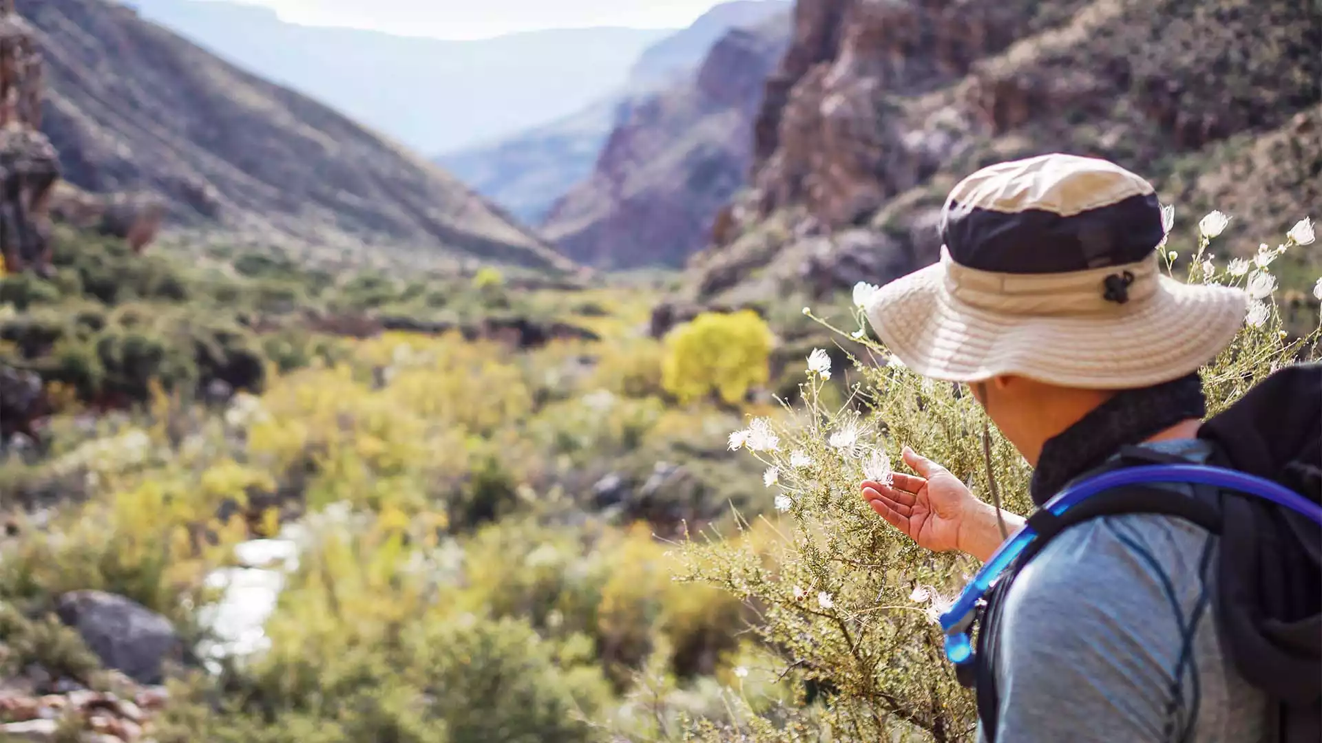 Picking cotton in The Grand Canyon