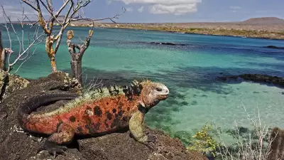 galapagos-wildlife