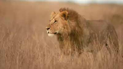 lion