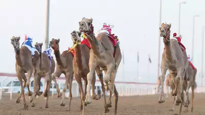 Al-Marmoom-Heritage-Festival-2014_org-2