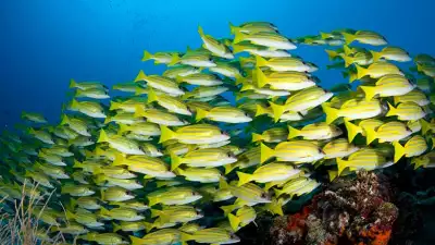 Dive-Maldives