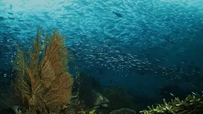 diving-in-raja--ampat