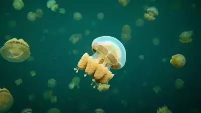 jellyfish-lake-at-palau