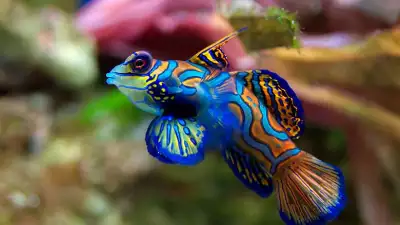 Mandarin-fish-at-palau