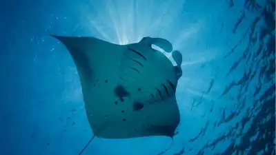 Manta-Ray-Final
