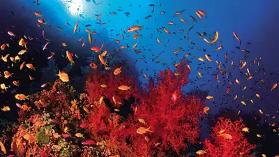 coral-life-in-the-red-sea