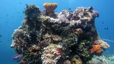 micronesia