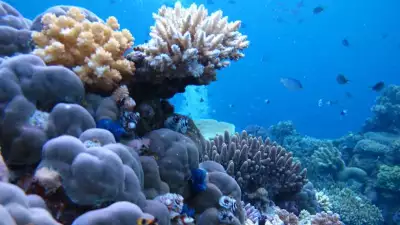 Reef