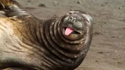 Antarctica-Experience-Day-9-Elephant-Seal-Hannah-Point
