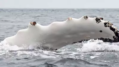 Antarctica-Experience-Day-9-Humpback-Pectoral
