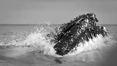 Antarctica-Experience-Day-9-Humpback