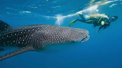 From-the-film-Giant-Under-The-Sea