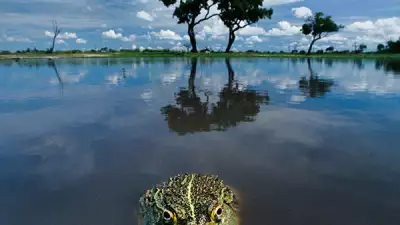 fo-lanting-okavango_featured