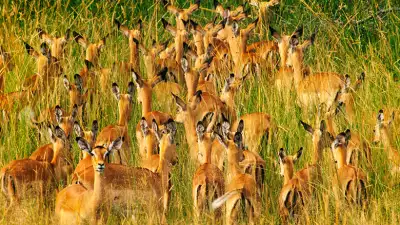 fo-lanting-okavango_gallery_6