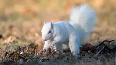 squirrel