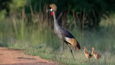 Flatdogs-Camp---Zambia