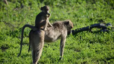 Zambezi-Safaris---Zambia
